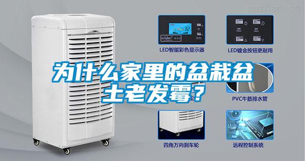 為什么家里的盆栽盆土老發(fā)霉？