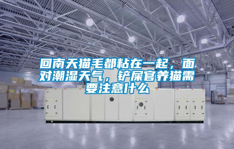 回南天貓毛都粘在一起，面對(duì)潮濕天氣，鏟屎官養(yǎng)貓需要注意什么