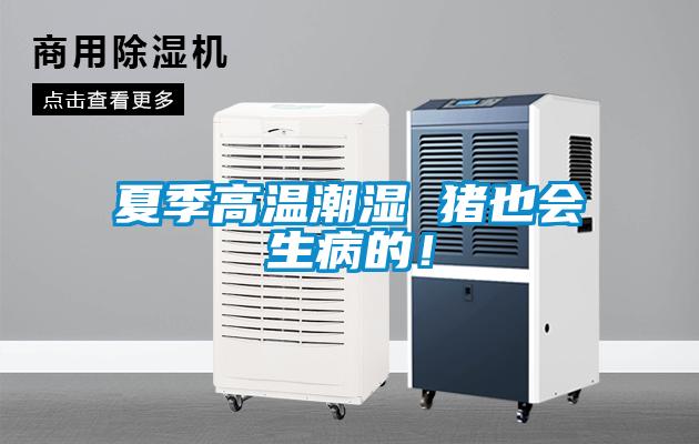 夏季高溫潮濕 豬也會(huì)生病的！