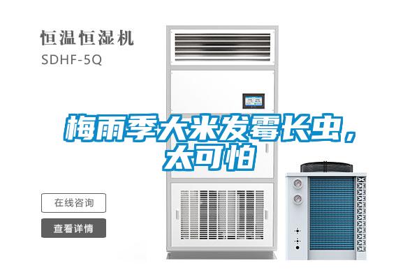 梅雨季大米發(fā)霉長蟲，太可怕