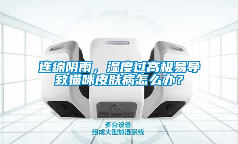連綿陰雨，濕度過(guò)高極易導(dǎo)致貓咪皮膚病怎么辦？