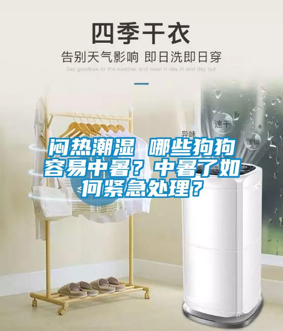 悶熱潮濕 哪些狗狗容易中暑？中暑了如何緊急處理？