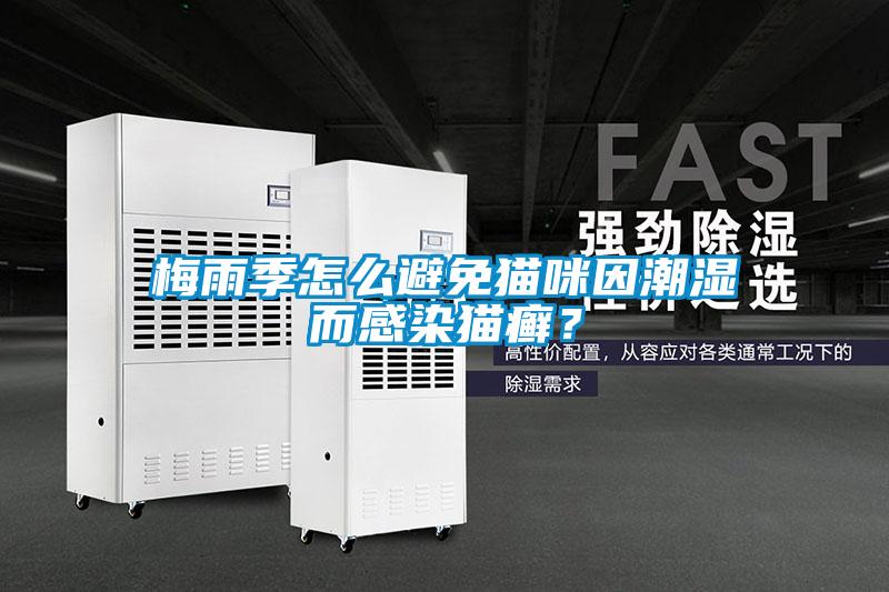 梅雨季怎么避免貓咪因潮濕而感染貓癬？