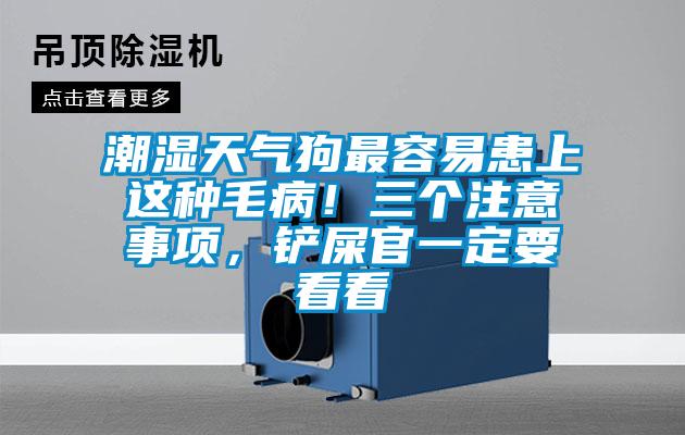 潮濕天氣狗最容易患上這種毛??！三個(gè)注意事項(xiàng)，鏟屎官一定要看看