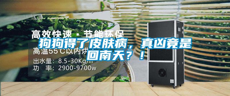 狗狗得了皮膚病，真兇竟是回南天？！