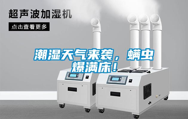 潮濕天氣來襲，螨蟲爆滿床！