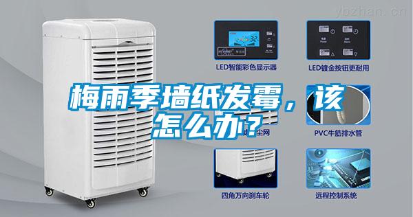 梅雨季墻紙發(fā)霉，該怎么辦？