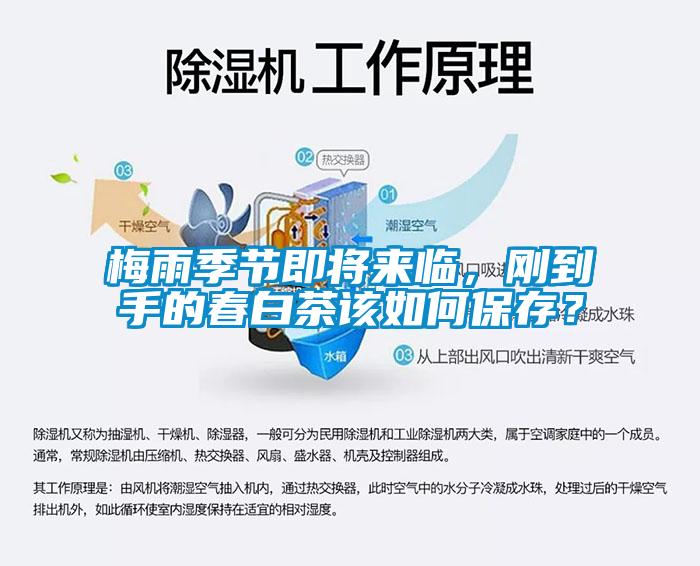 梅雨季節(jié)即將來(lái)臨，剛到手的春白茶該如何保存？