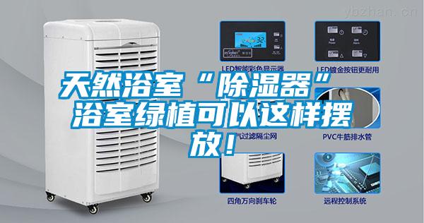 天然浴室“除濕器” 浴室綠植可以這樣擺放！
