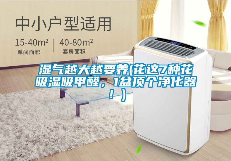 濕氣越大越要養(yǎng)(花這7種花吸濕吸甲醛，1盆頂個(gè)凈化器！)